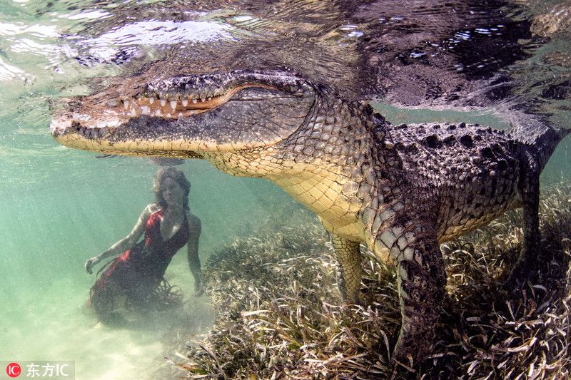 女模特和獠牙巨鳄水下同游 野兽搭档美女惊险唯美